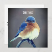 Bold Bluebird (Voorkant / Achterkant)