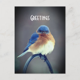 Bold Bluebird Briefkaart
