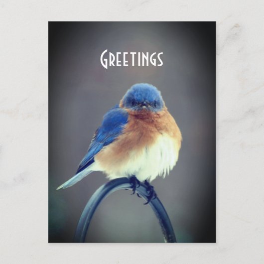 Bold Bluebird Briefkaart (Voorkant)