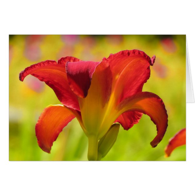 Bold Lily - Daylily (Devant horizontal)