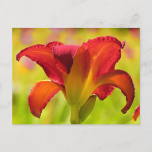Bold Lily - Daylily Briefkaart