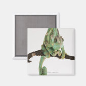 Boldkleurig kameleon met karakteristiek magneet (Voorkant / Achterkant)