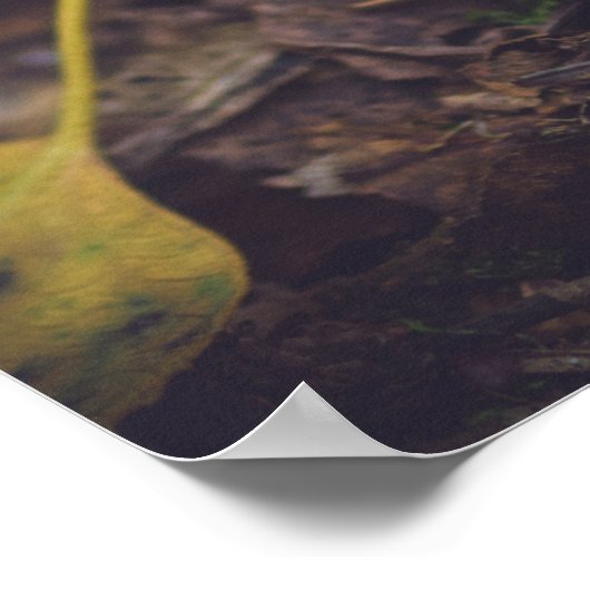 Bolete paddenstoel met gele bladeren poster (Hoek)