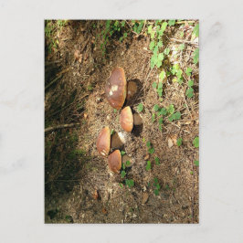 boletus briefkaart