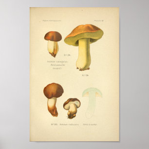  Boletus Brown-paddenstoelen Kunst print Frans