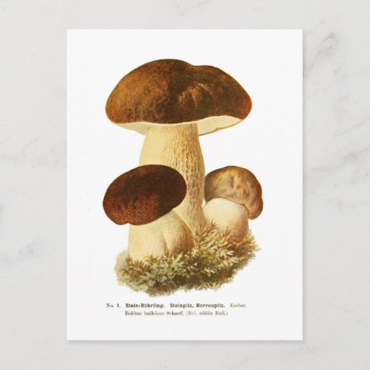 Boletus bulbosus briefkaart (Voorkant)