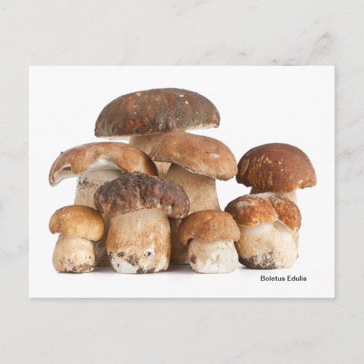 Boletus Edulis Briefkaart (Voorkant)