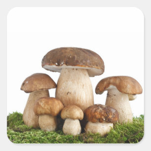 Boletus Edulis paddenstoelen Vierkante Sticker