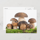 Boletus Edulis PCard Briefkaart (Voorkant / Achterkant)