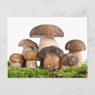 Boletus Edulis PCard Briefkaart