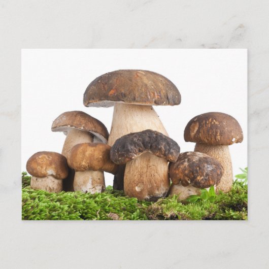 Boletus Edulis PCard Briefkaart (Voorkant)