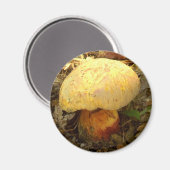 Boletus torosus Magnet de champignons (Recto/Verso)