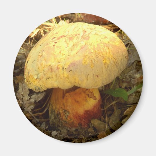 Boletus torosus Magnet de champignons (Devant)