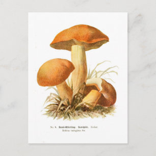 Boletus varigatus briefkaart