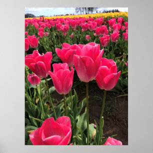 Bolray Price Tulips, Oregon Poster
