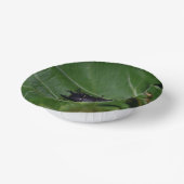 Bols En Carton Dorcus parallelipipedus, le moindre dendroctone du (Angulaire)