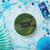 Bols En Carton Dorcus parallelipipedus, le moindre dendroctone du (Fête)