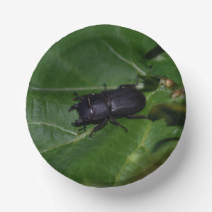 Bols En Carton Dorcus parallelipipedus, le moindre dendroctone du