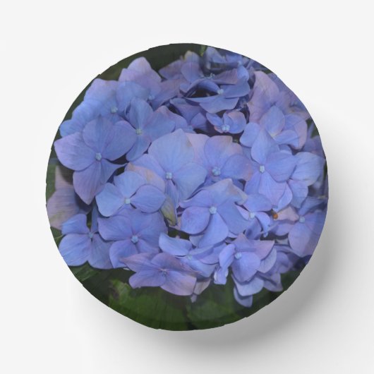 Bols En Carton Hydrangea macrophylla pourpre rustique (Recto)