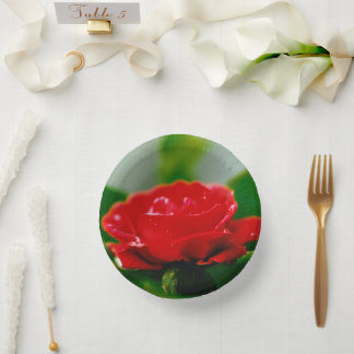 Bols En Carton Rose rouge de la passion couverte de gouttes de ro