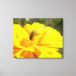 Bombylida bestuivende felgele bloem canvas afdruk