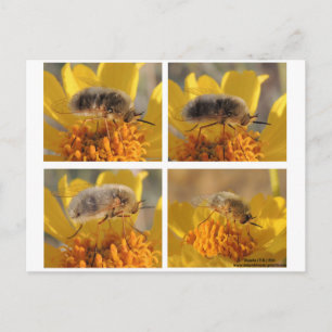 Bombyliidae Briefkaart