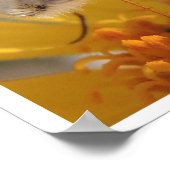 Bombyliidae Poster (Hoek)