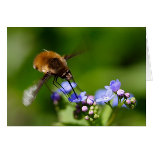 Bombylius (Devant horizontal)