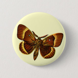 Bombyx quercus mannelijk ronde button 5,7 cm
