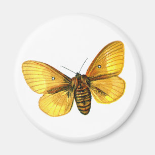 Bombyx quercus vrouw magneet