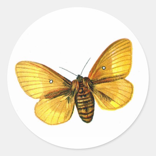 Bombyx quercus vrouw ronde sticker (Voorkant)