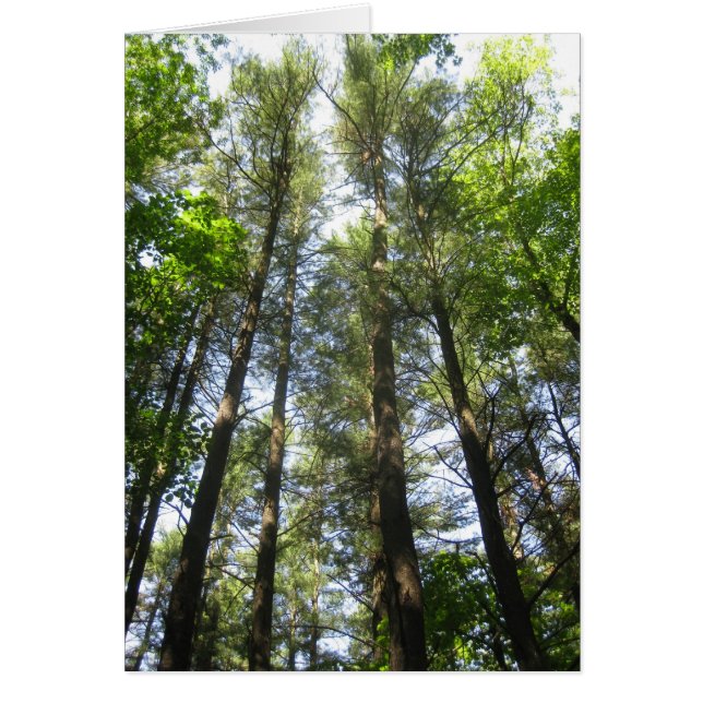 Bomen bereiken de hemel (Voorkant)