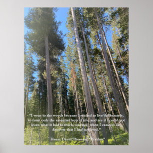 Bomen Bos Bossen Thoreau Inspirerend Poster