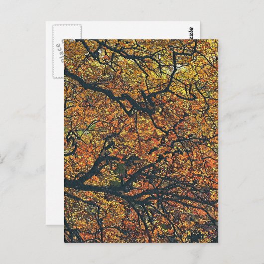 BOMEN BRIEFKAART (Voorkant / Achterkant)