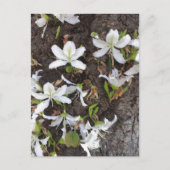 Bomen Briefkaart (Voorkant)