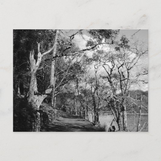 BOMEN BRIEFKAART (Voorkant)