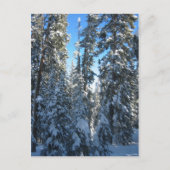 Bomen Briefkaart (Voorkant)