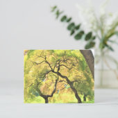 bomen briefkaart (Staand voorkant)