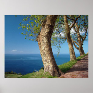 Bomen die de oceaan over het hoofd zien poster