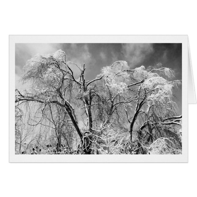 bomen draag winter (Voorkant Horizontaal)