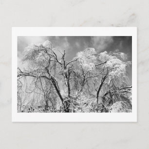 bomen draag winter briefkaart