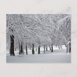 bomen en sneeuw briefkaart