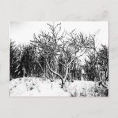Bomen en sneeuwscène, zwart en wit briefkaart (Voorkant)