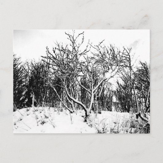 Bomen en sneeuwscène, zwart en wit briefkaart (Voorkant)