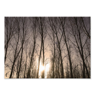 bomen foto afdruk