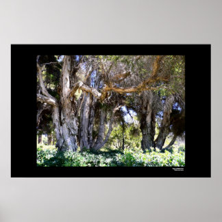 Bomen in Balboa Park Poster