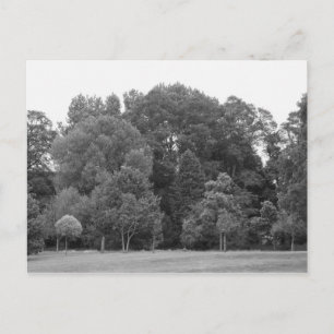 Bomen in Bute Park, Cardiff - BW Briefkaart