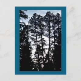 Bomen in CO-bergen Briefkaart