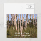 Bomen in de Everglades, Melaleuca TreesFlorida... Briefkaart (Voorkant / Achterkant)