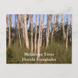 Bomen in de Everglades, Melaleuca TreesFlorida... Briefkaart
